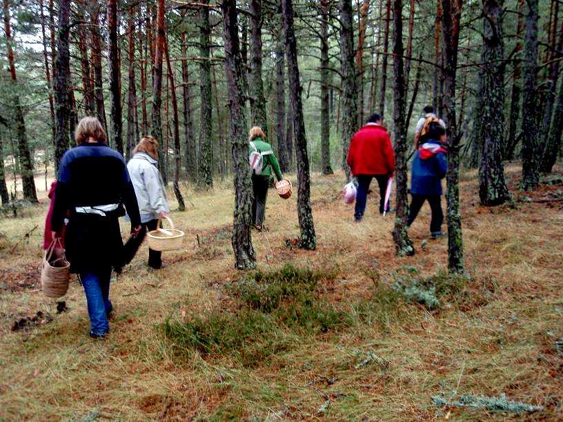 buscar bolets prandium